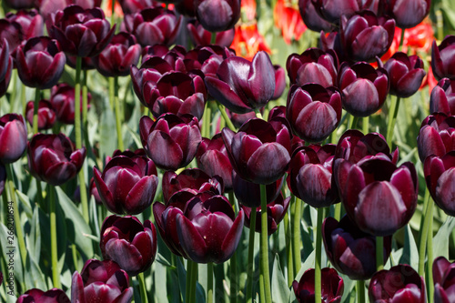 Dark Maroon Queen of the Night Tulip Flower