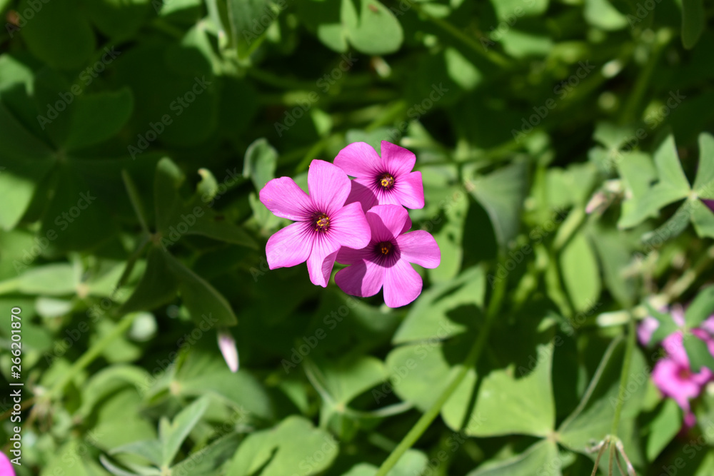 Pink flower. Spring and summer background