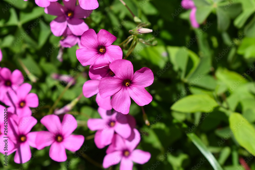 Pink flower. Spring and summer background