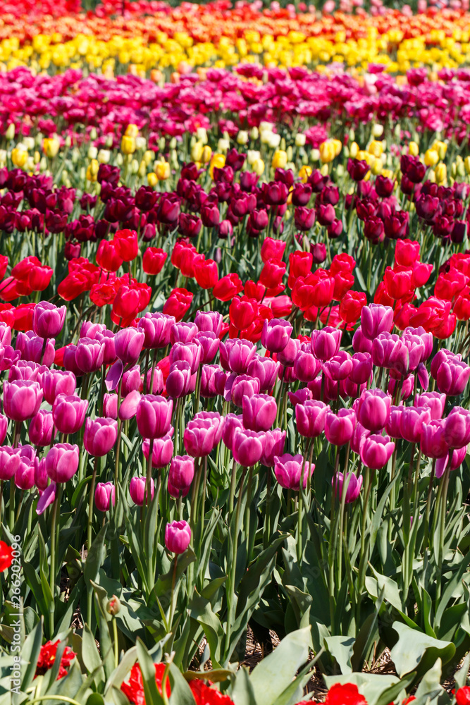 Multiple Pretty Pink Red Maroon Spring Tulip Flowers in a Field