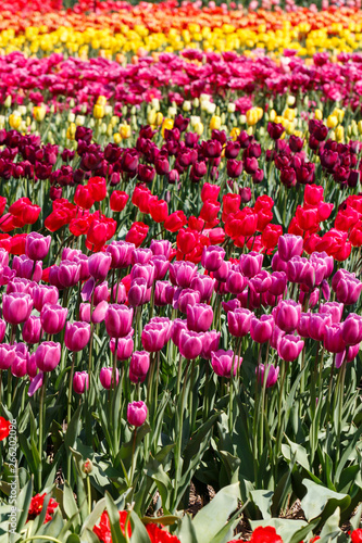 Multiple Pretty Pink Red Maroon Spring Tulip Flowers in a Field