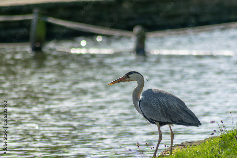 great blue heron great blue heron