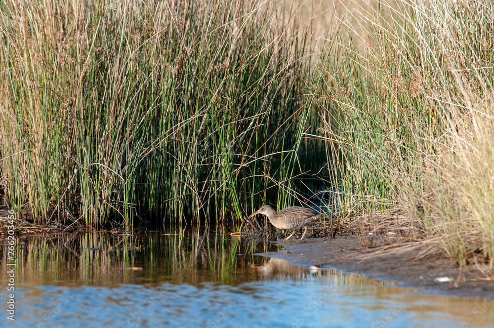 Clapper Rail 2 Clapper Rail 2