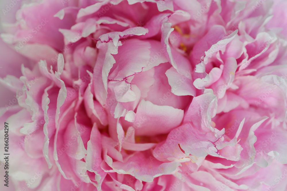 Close up of pink petals of a Peony flower head