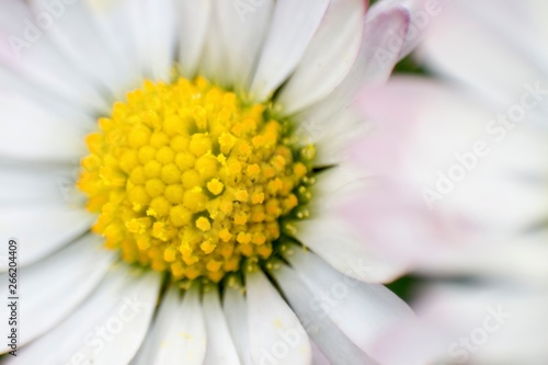 Macro shot of daisy flower