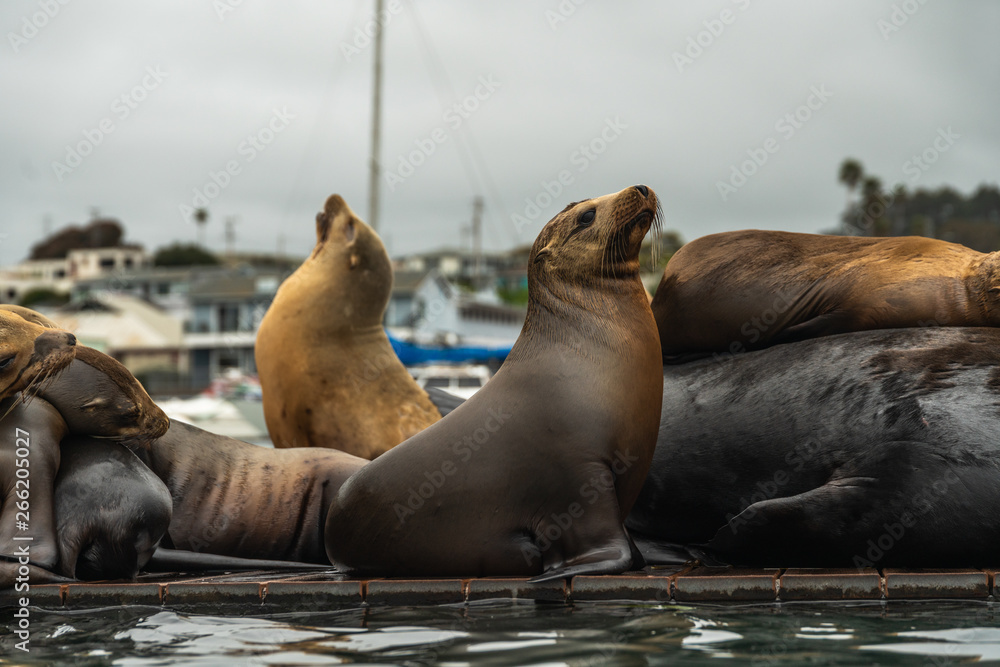 Fototapeta premium Sea Lions Close Up, Seal Colony on a Floating Dock