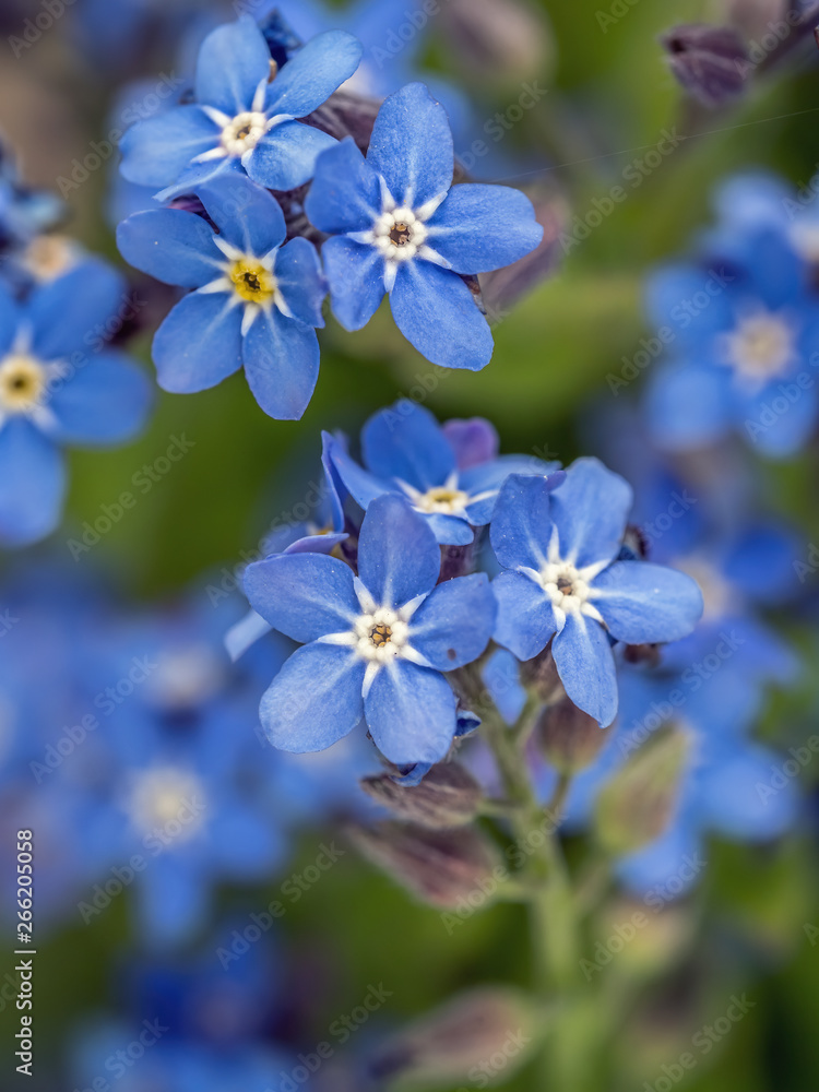 Bunch of Forget-me-not flowers Bunch of Forget-me-not flowers