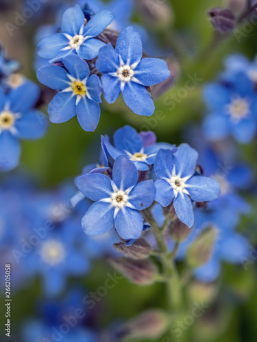 Bunch of Forget-me-not flowers