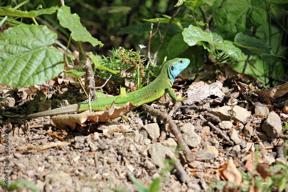 European green lizard -  Lacerta agilis - in his natural habitat 