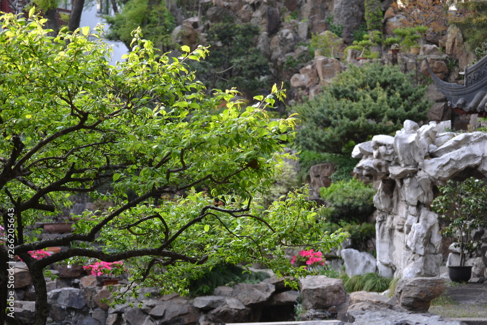 Beautiful green tree in the Japanese stone garden. Authentic Asian landscape.