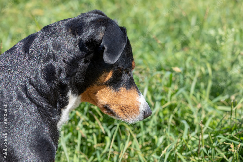 Appenzeller mountain dog sitting in the grass outdoors