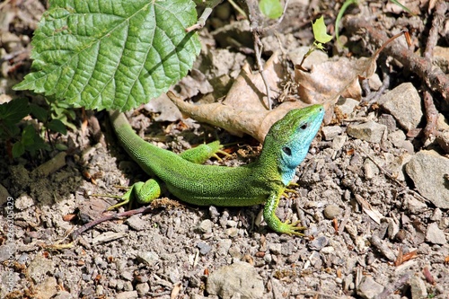 European green lizard - Lacerta agilis - in his natural habitat 