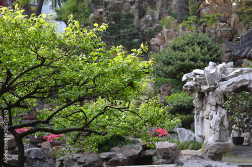 Beautiful green tree in the Japanese stone garden. Authentic Asian landscape.