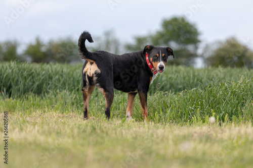Appenzeller Sennenhund. The dog is standing in the park in spring. Portrait of a Appenzeller Mountain Dog © Vince Scherer 
