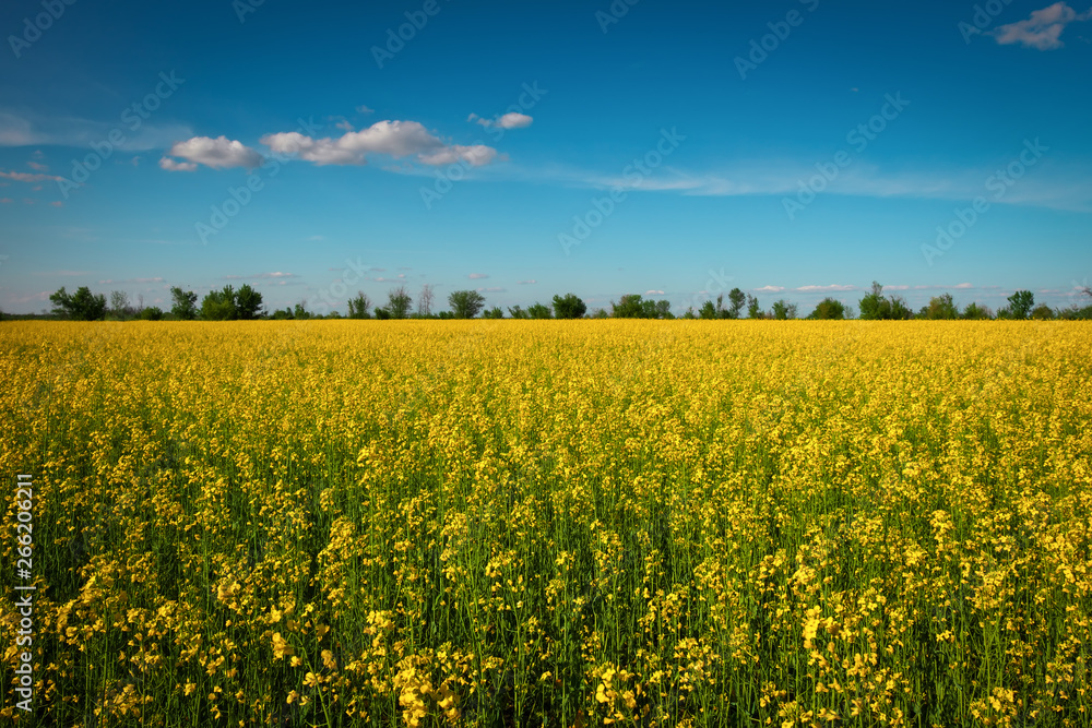 Yellow field rapeseed in bloom. Wide angle view of a beautiful field of bright canola in front of a forest