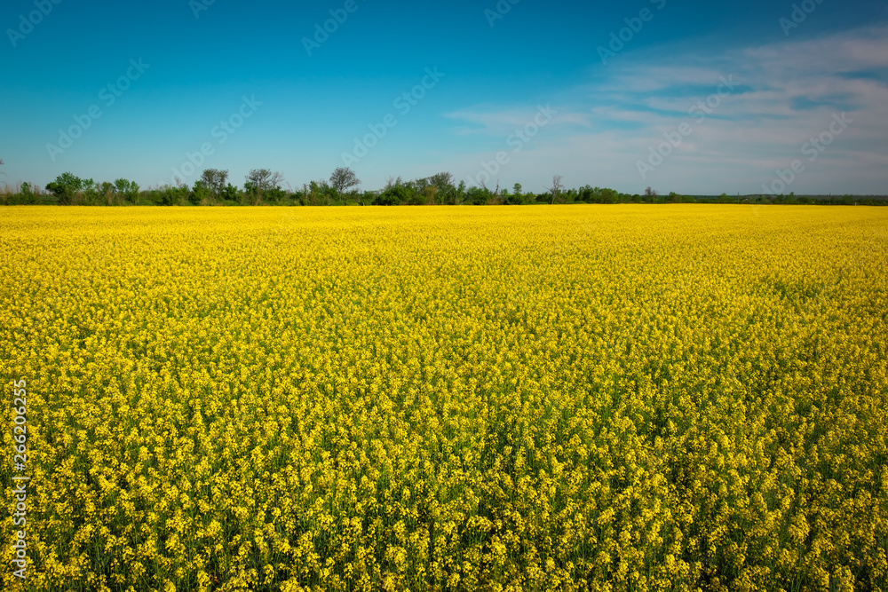 Yellow field rapeseed in bloom. Wide angle view of a beautiful field of bright canola in front of a forest Yellow field rapeseed in bloom. Wide angle view of a beautiful field of bright canola in front of a forest