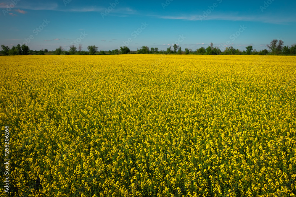 Obraz premium Yellow field rapeseed in bloom. Wide angle view of a beautiful field of bright canola in front of a forest