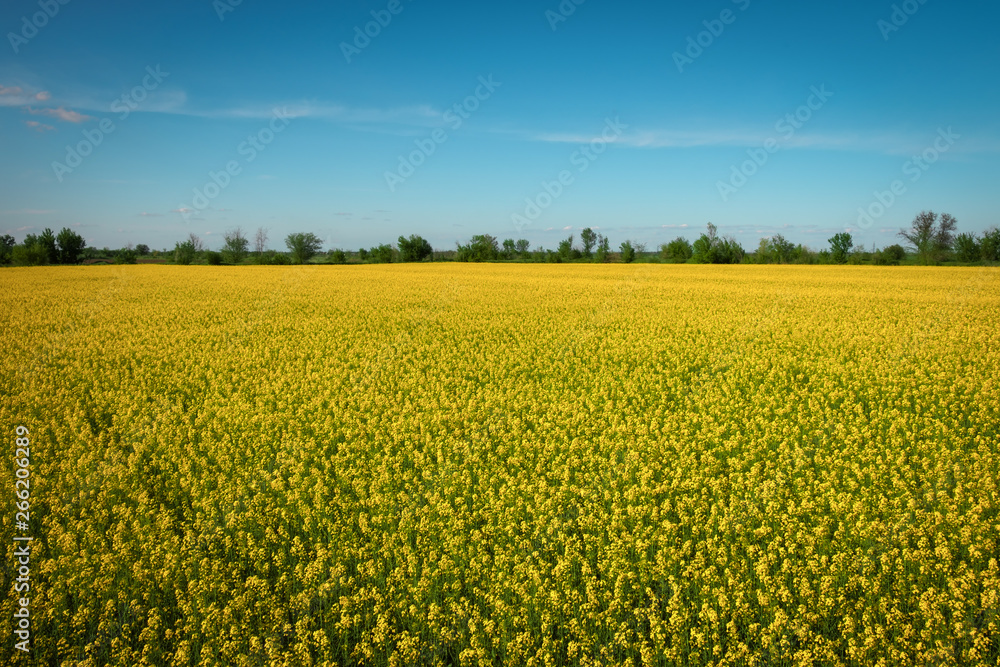 Yellow field rapeseed in bloom. Wide angle view of a beautiful field of bright canola in front of a forest Yellow field rapeseed in bloom. Wide angle view of a beautiful field of bright canola in front of a forest