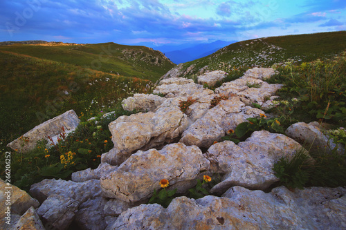 Stones with flowers stretching beyond the horizon in the mountains