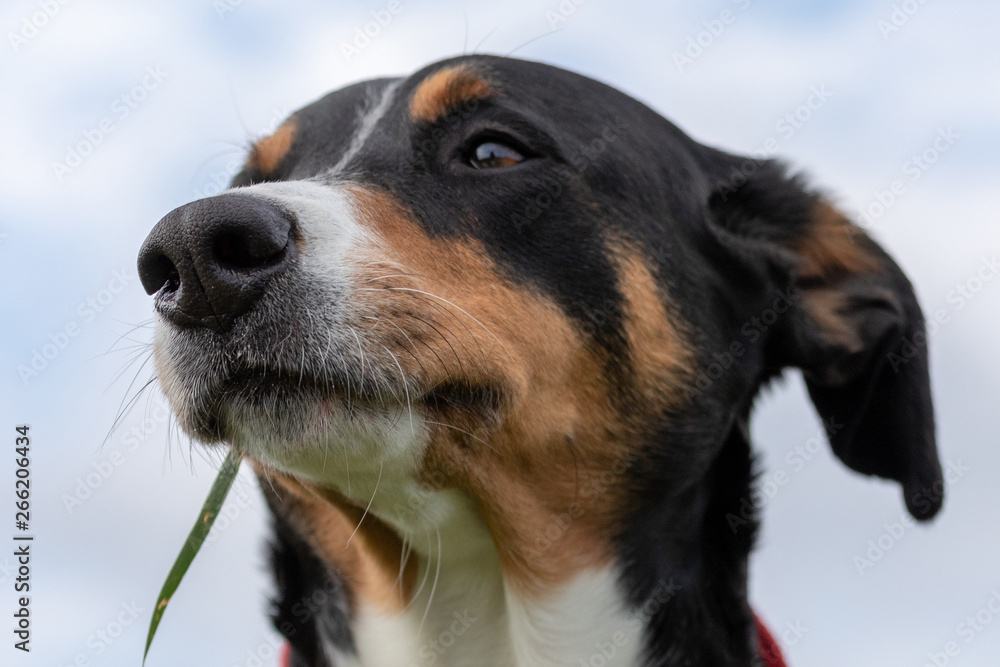 Appenzeller Sennenhund. The dog is standing in the park on the Spring. Portrait of a Appenzeller Mountain Dog Appenzeller Sennenhund. The dog is standing in the park on the Spring. Portrait of a Appenzeller Mountain Dog