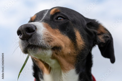 Appenzeller Sennenhund. The dog is standing in the park on the Spring. Portrait of a Appenzeller Mountain Dog © Vince Scherer 