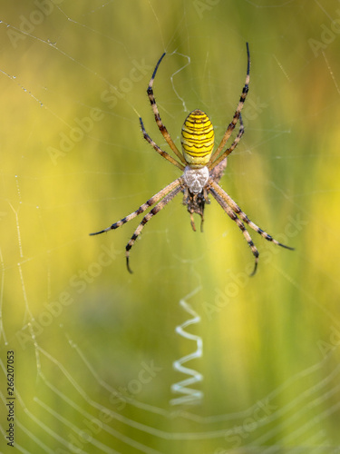 Wasp spider waiting for prey