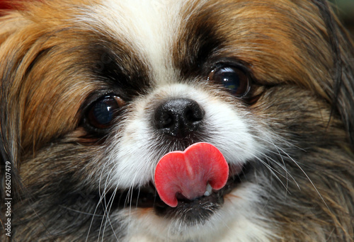 Bild auf Leinwand Cute pekingese looks at the camera with an extended tongue.