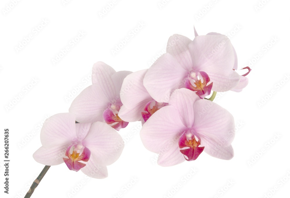 Fototapeta premium pink flowers of orchid Phalaenopsis plant close up