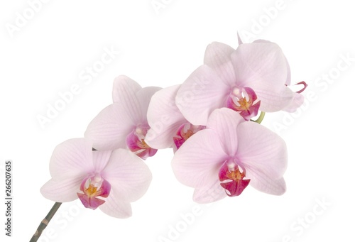 pink flowers of orchid Phalaenopsis plant close up