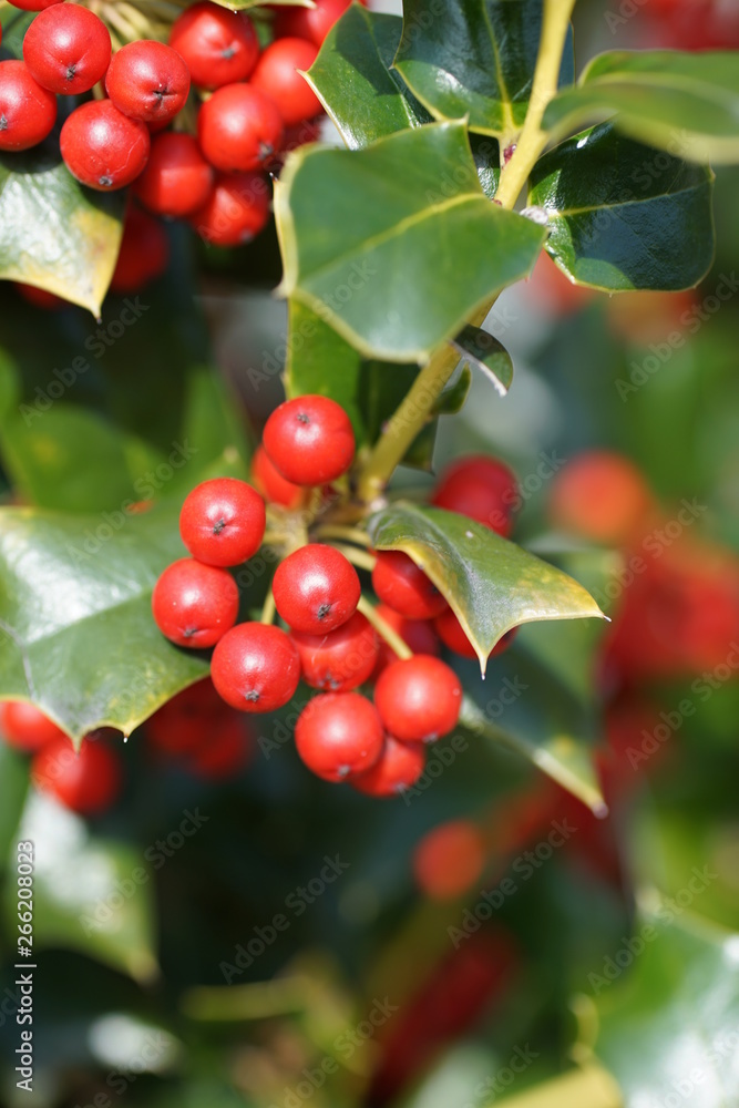 Obraz premium 柊の緑の葉と赤い実