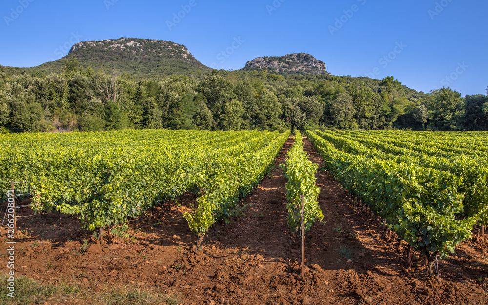 Vineyard in Languedoc Roussillon area