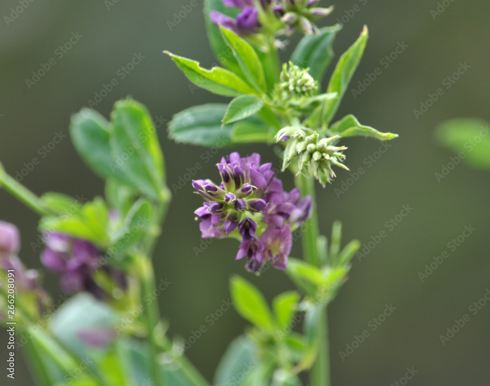 Alfalfa with flowers, stems and leaves Alfalfa with flowers, stems and leaves