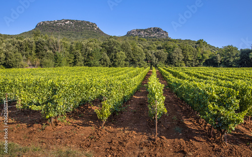 Photos Vineyard in Languedoc Roussillon area