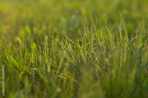 Green grass field. Grass at sunset Grass at dawn. The sun in the grass and spikelet. Morning glade