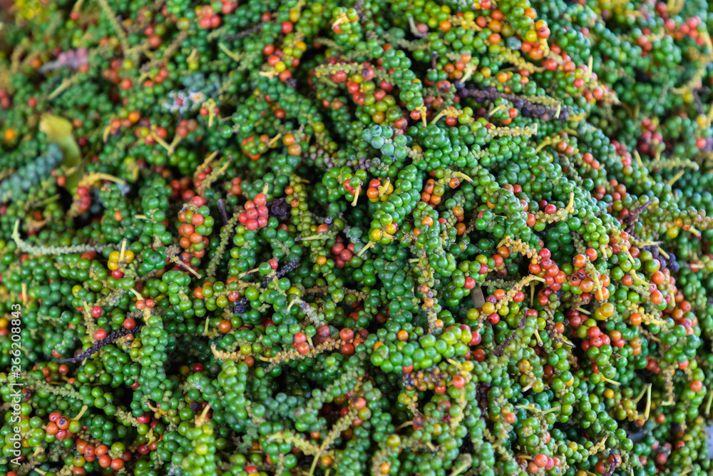 Fresh green and red peppercorns from Kampot pepper plantation. Cambodia Fresh green and red peppercorns from Kampot pepper plantation. Cambodia