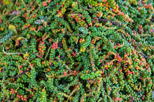 Fresh green and red peppercorns from Kampot pepper plantation. Cambodia