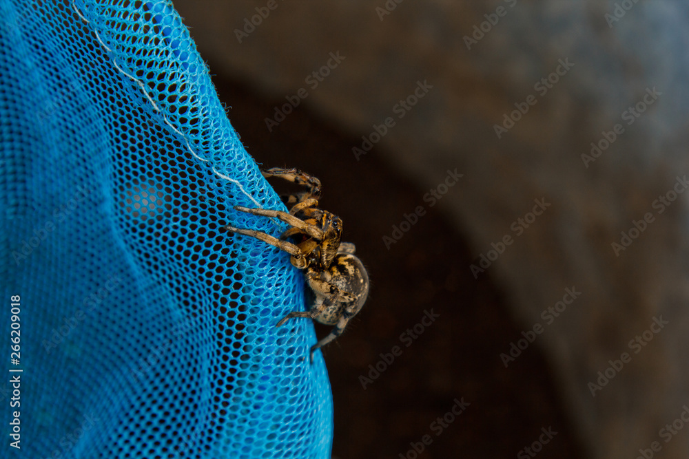Obraz premium A big ugly jumping spider tarantula is sitting on a net. adult hairy wolf spider crawling close up macro