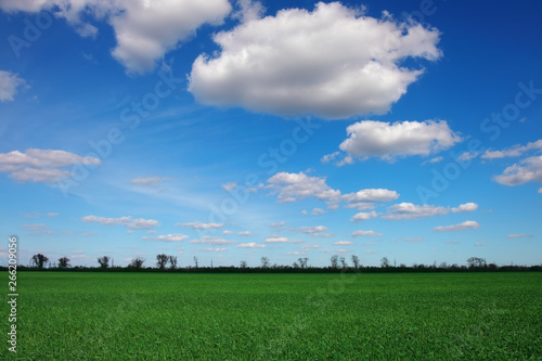 Beautiful landscape with an amazing blue cloudy sky and green grass © es0lex