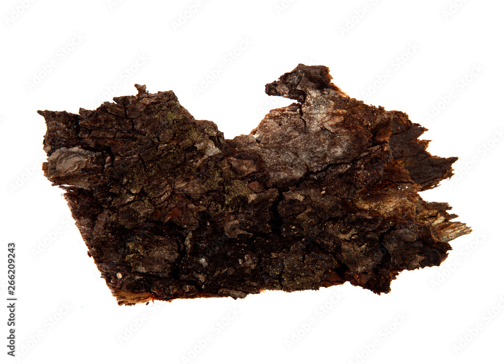 A piece of dry tree bark on an isolated white background. Wooden texture.
