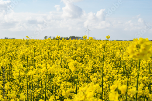 field of oilseed rape