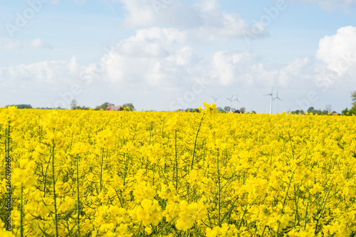field of rape