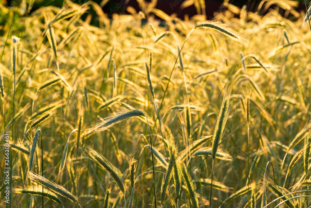 Obraz premium agricultural field with spikelets in the sun, closeup
