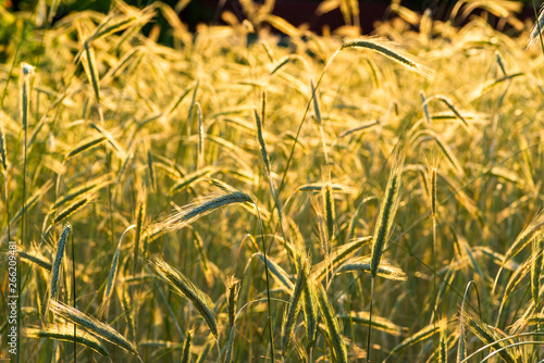 agricultural field with spikelets in the sun, closeup