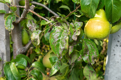 pear tree disease on the leaves and bark. The concept of chemical garden protection photo