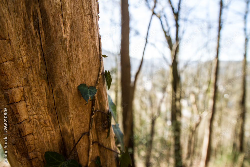 Fototapeta premium ivy on a tree