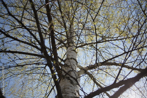 Fototapeta Naklejka Na Ścianę i Meble -  The sky through the branches of trees. Birch forest in the summer. Landscape wood