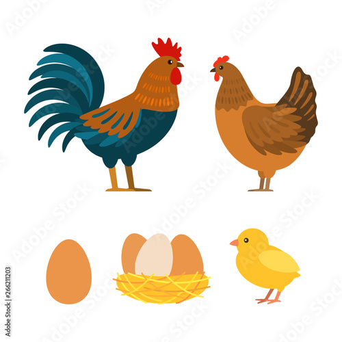 Set of chicken, rooster, eggs. Flat vector illustration isolated