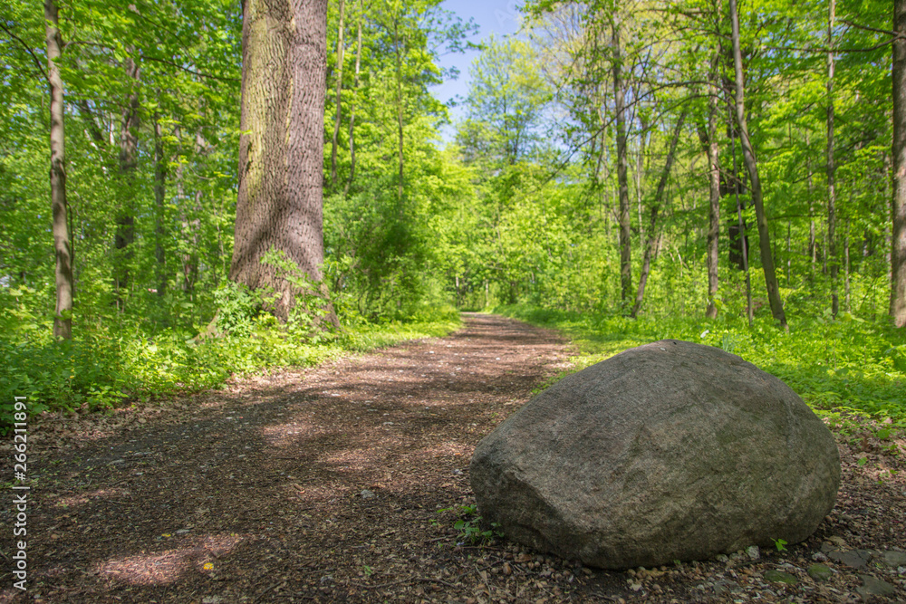 Fototapeta premium Stone on the footpath in the forest on sunny day