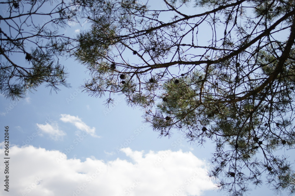 Obraz premium The sky, the clouds through the branches of trees. Fir cones. Coniferous forest in the summer. Landscape wood.