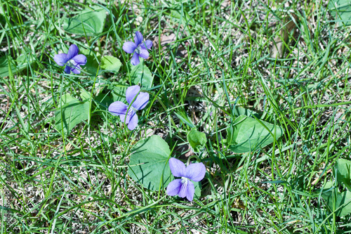 Close-up view of native blue wood violet wildflowers (viola sororia) growing in a North American prairie grassland in spring and summer